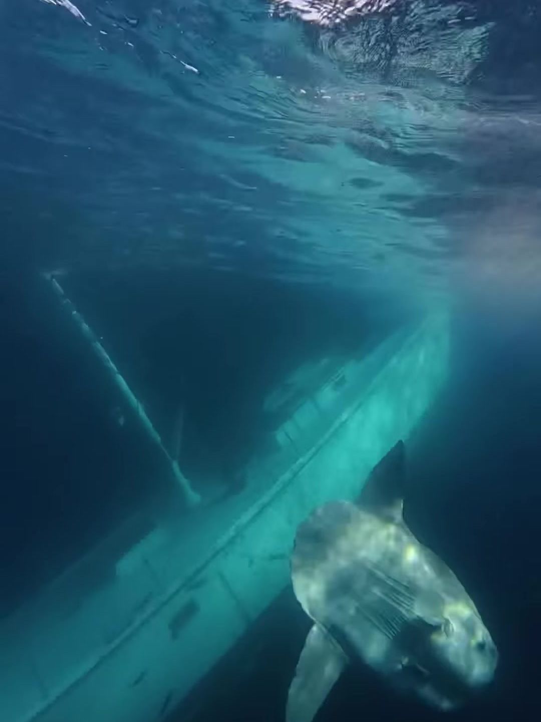 Underwater view of Windance's sunken hull and a mast angling through blue-green water, with a large ocean sunfish swimming in front of her