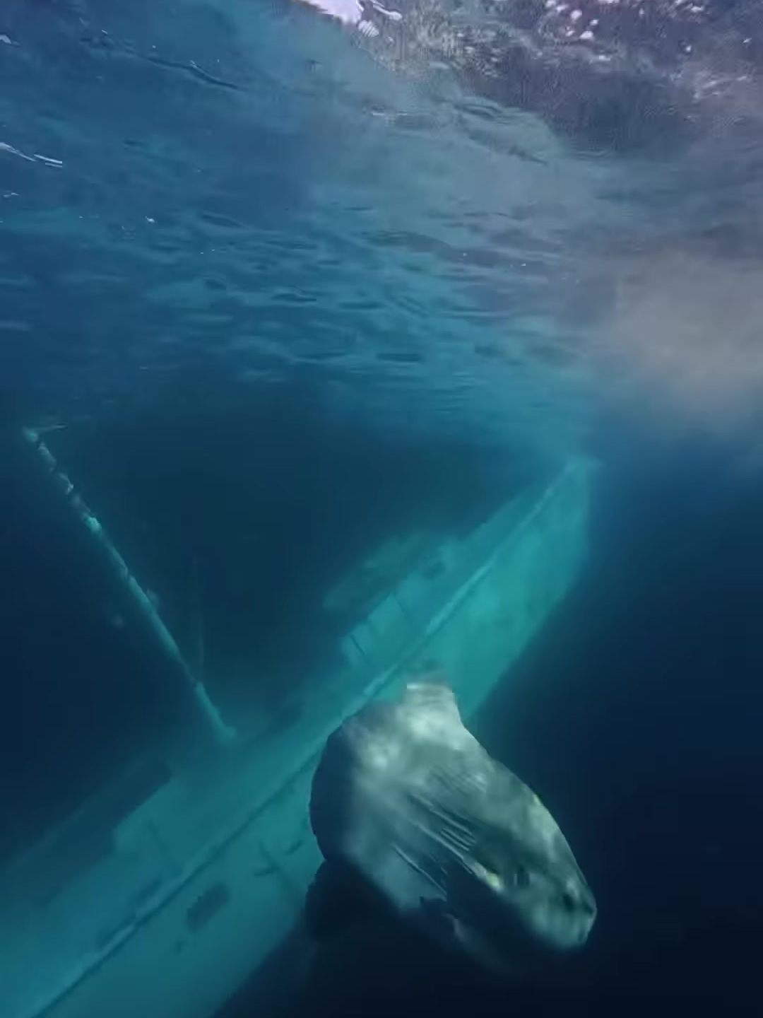 Close view of a mottled grey ocean sunfish beside the sunken wooden hull of Windance