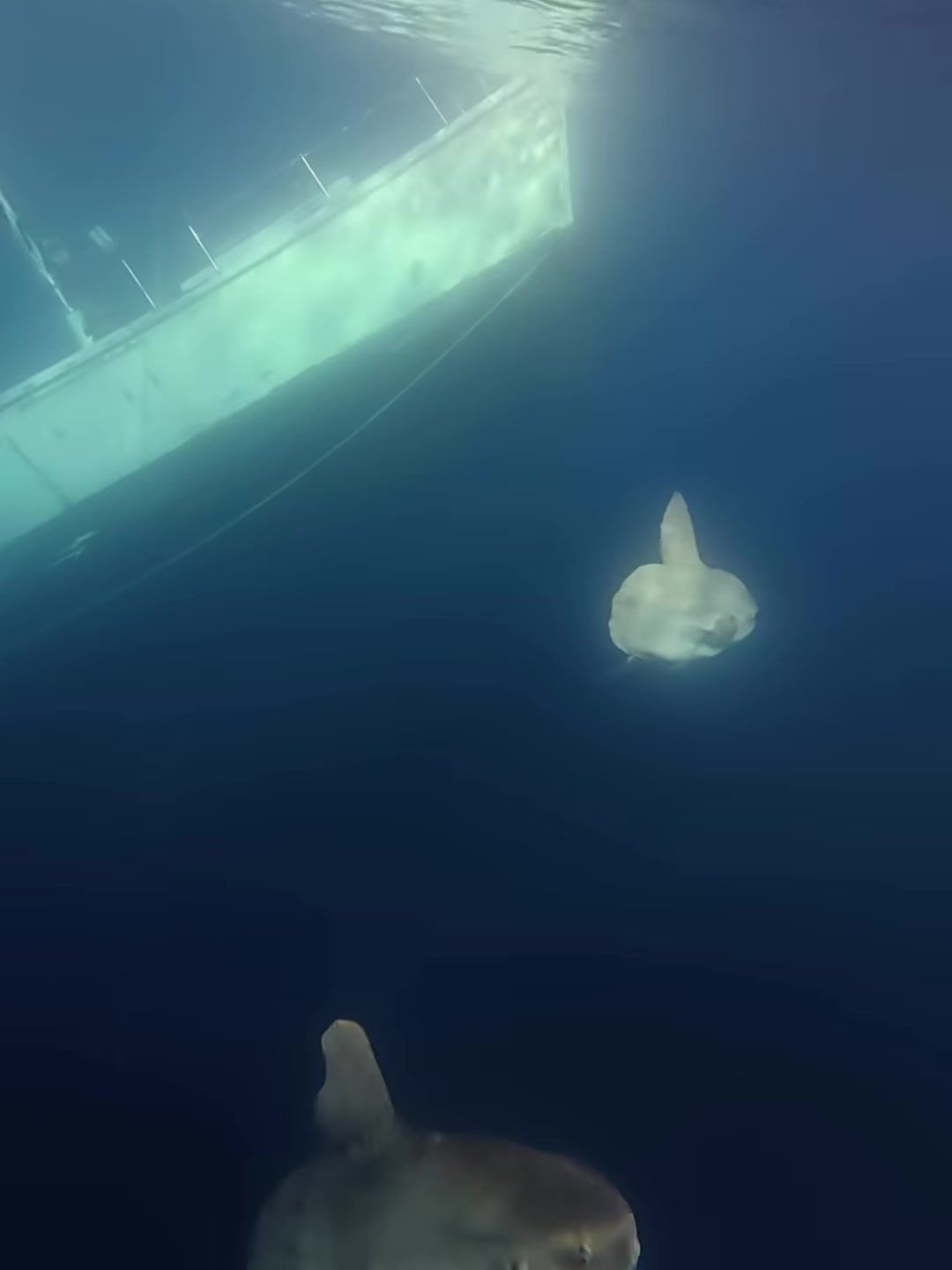 Two ocean sunfish drifting in deep blue water beneath Windance's pale, sunlit hull